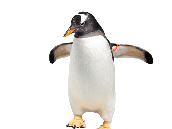 透明な空間にいるペンギン